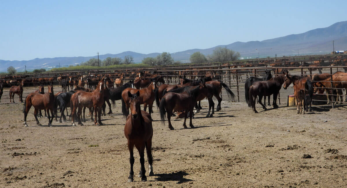 Wild Horses