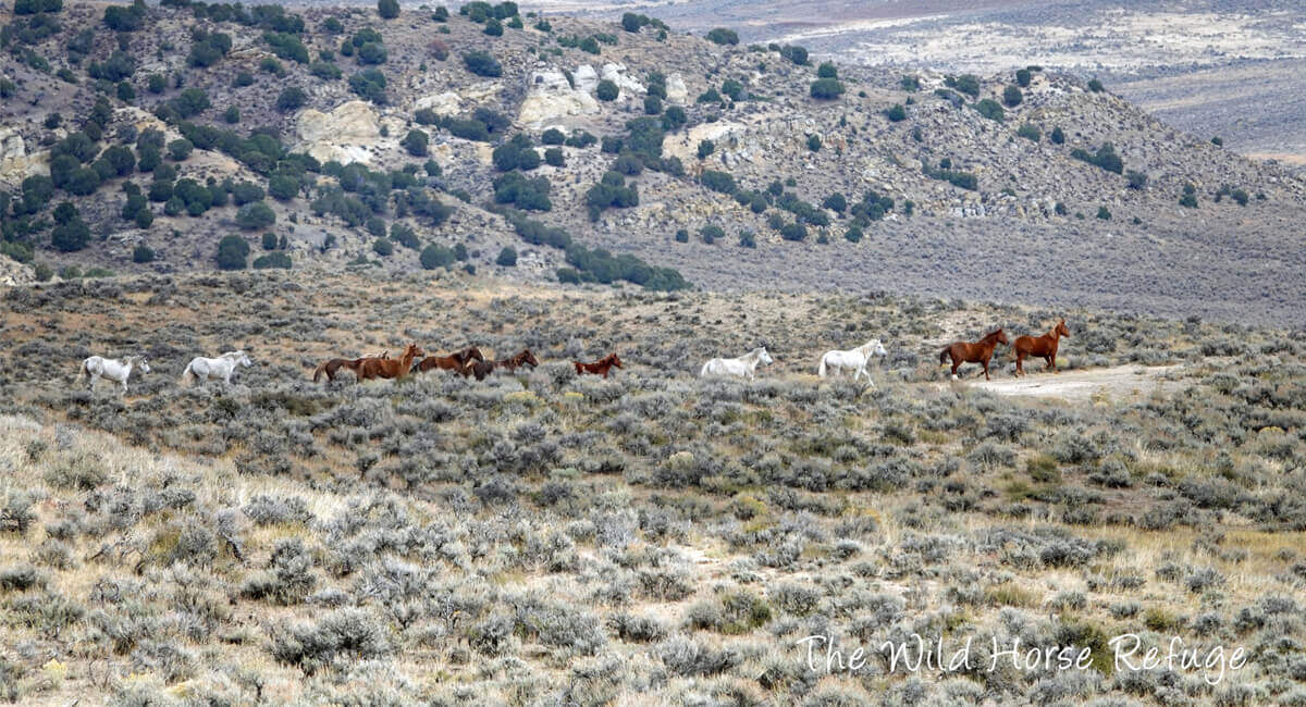 The Wild Horse Refuge