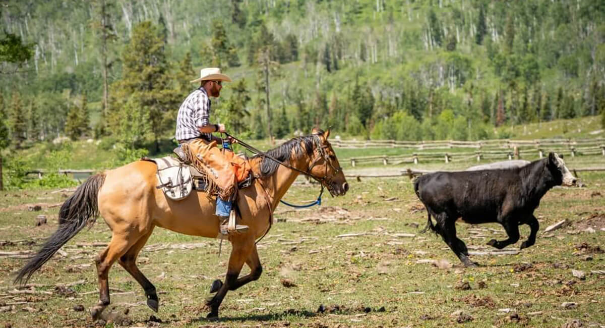 Vista Verde Ranch