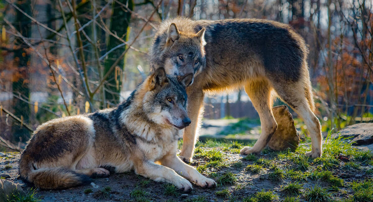 wolf reintroduction