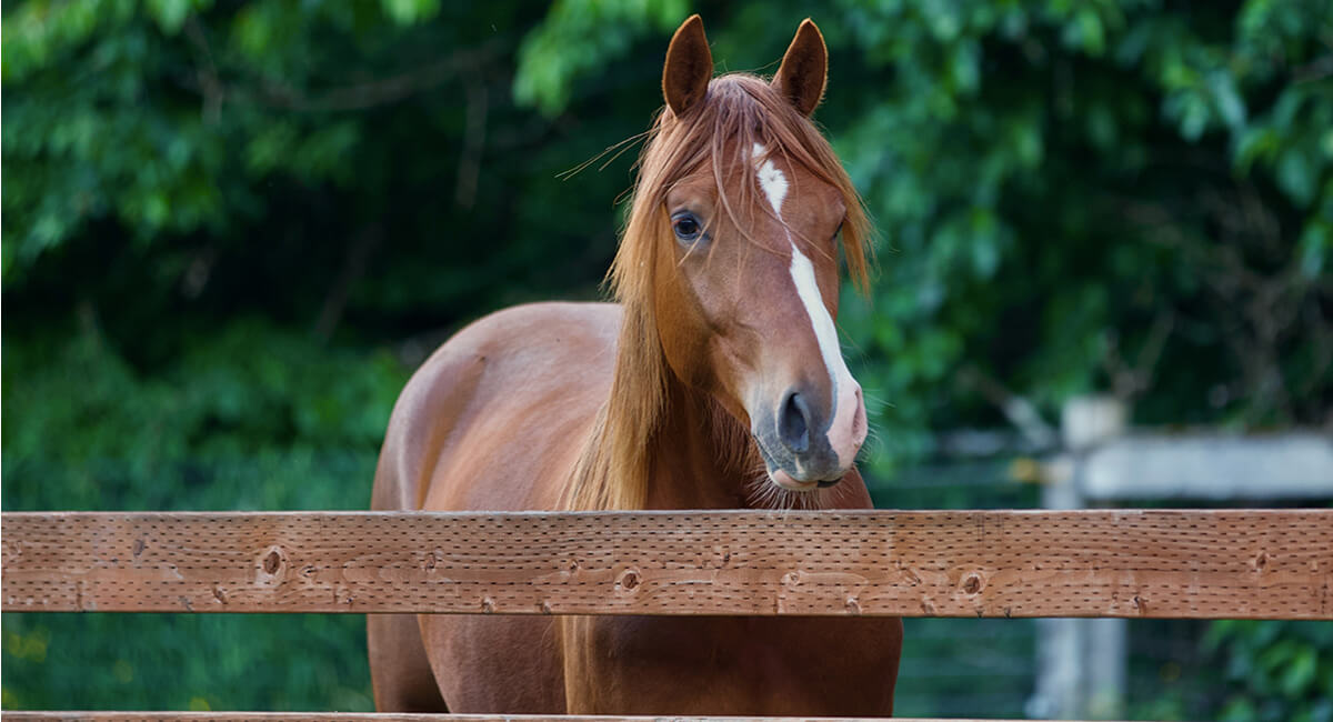 Stallion-mediated breeding