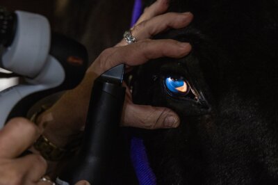 Mizzou veterinarians