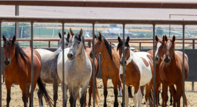 Wild horses