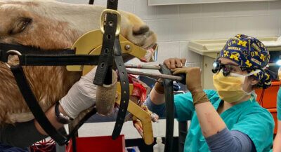 dental care for horses