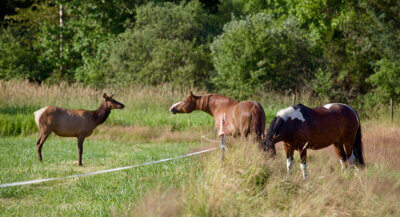 electric fence