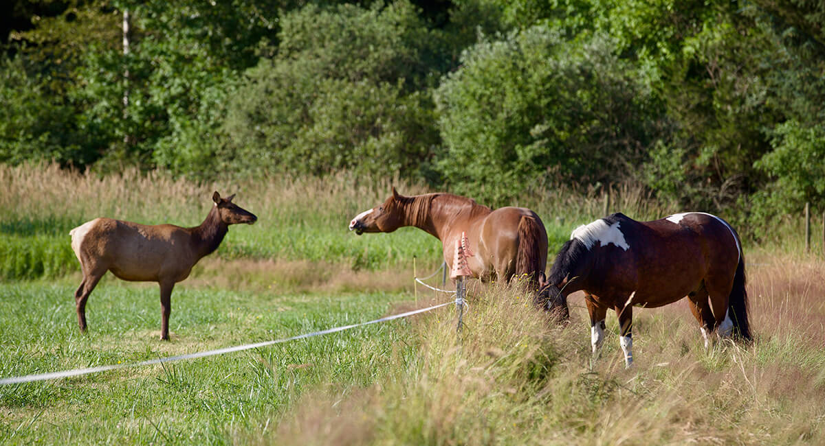 electric fence
