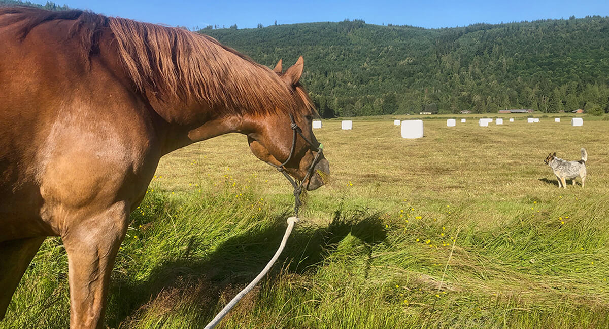 horse business