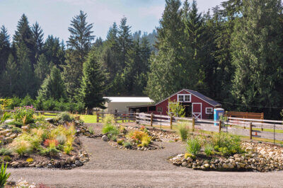 native plants