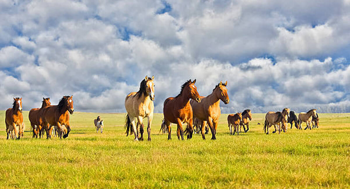 wild horse management