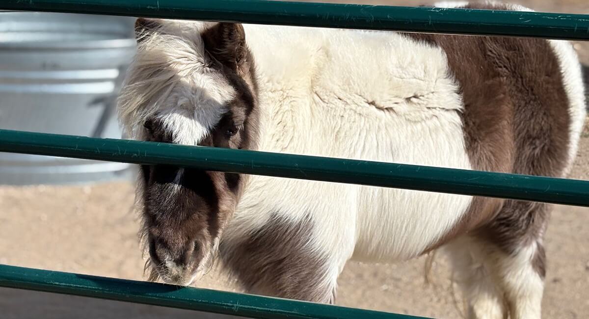 horse care and emergencies