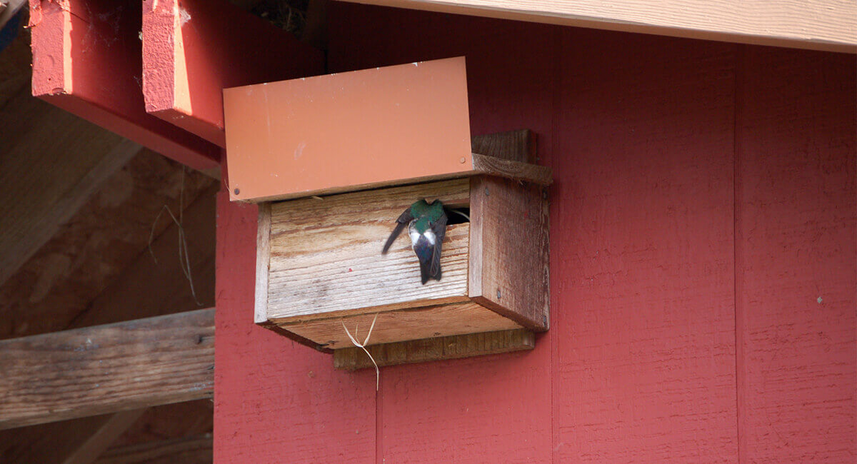 Swallow box with nesting Violet Green Swallows. Photo Courtesy Alayne Blickle.